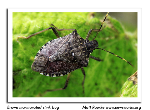 Larder Beetles – Wisconsin Horticulture