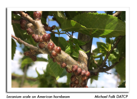 Scale Insects – Wisconsin Horticulture