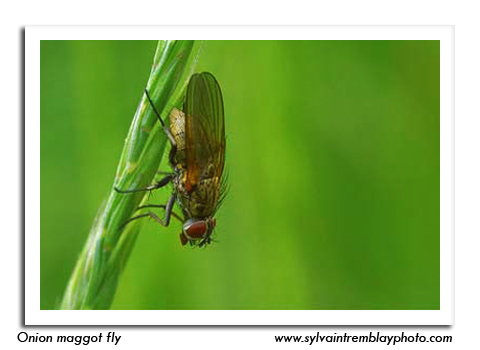 Onion Maggot  Wisconsin Vegetable Entomology