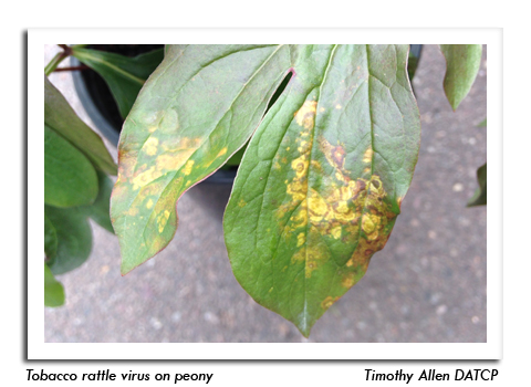 tobacco-free leaf wrap CAMO Natural Leaf Wraps Vanilla 25/5
